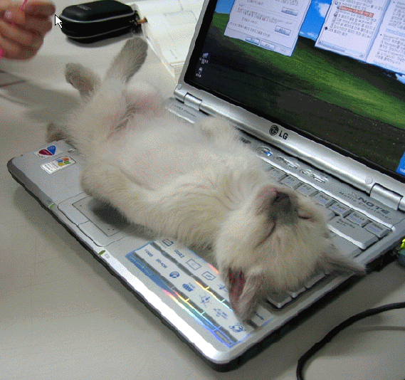kitten crashed out on computer